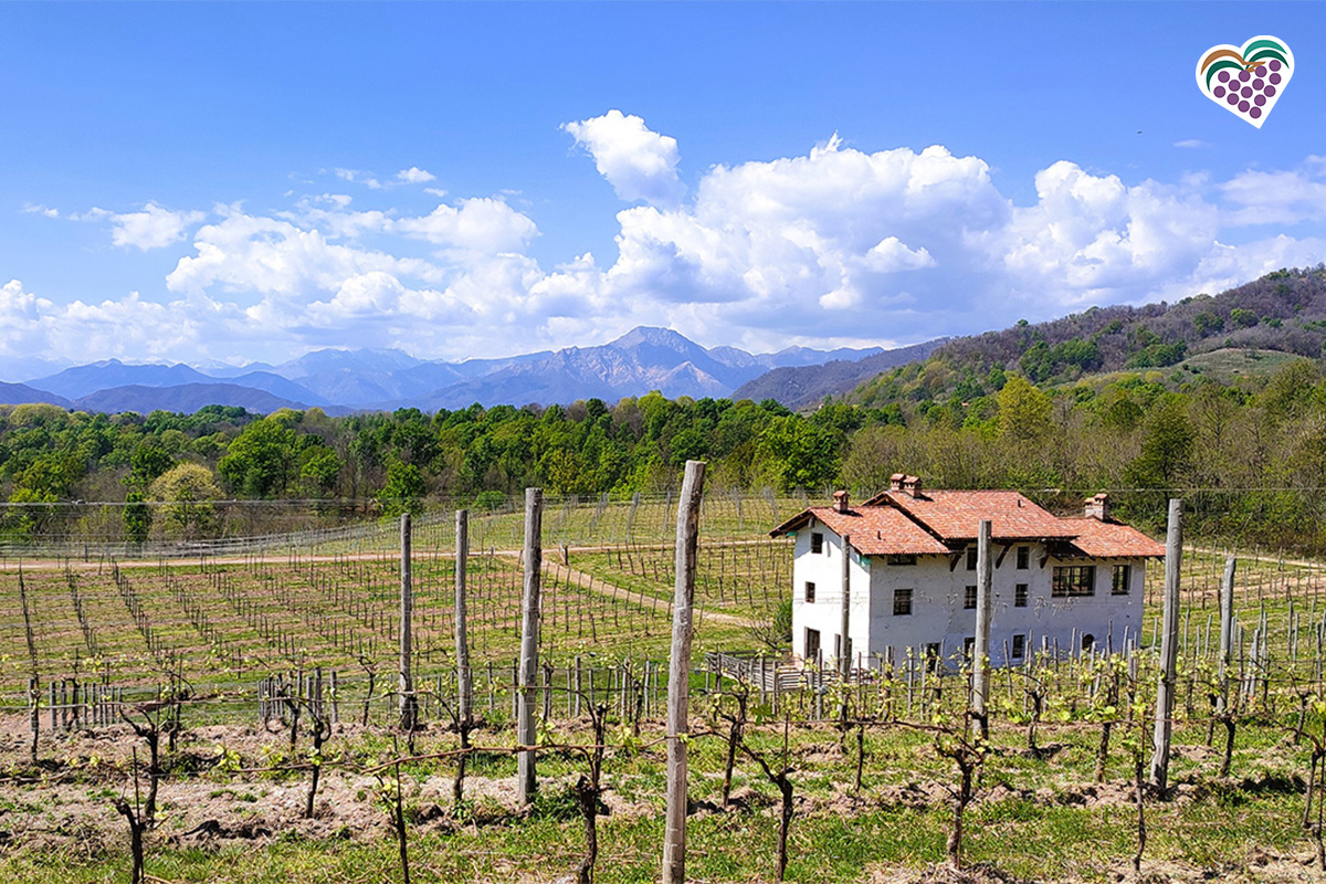 1764061924_borgomanero_cavallirio_1